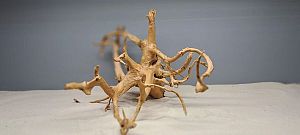 Коряга Сакура М, 30&minus;40&nbsp;см