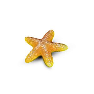 Коралл Звезда Большая, Оранжевый 13х13×3 см