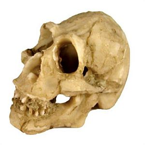 Декорация Nomoy Pet «Череп примата», 5×4.5×3.5 см