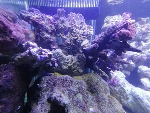 Камень морской живой, цена за&nbsp;1&nbsp;кг