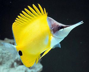 Оформление морского аквариума до 100 л