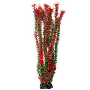 Растение Laguna «Амбулия» красная, 500 мм