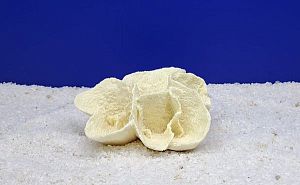 Кр-2800 Коралл Ругоса Белый, 13х11×6 см