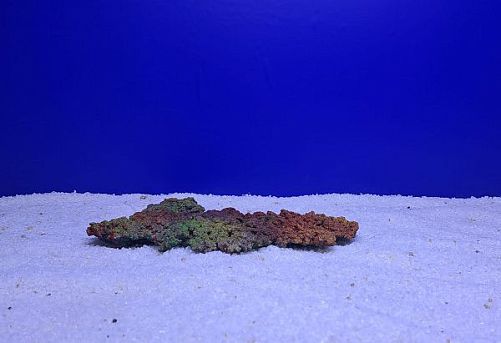 Камень Рифовый Цветной, 24х17х2.5 см