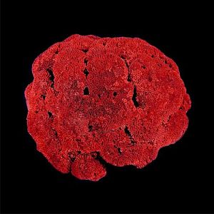 Коралл красный «Органчик» 12−14 см