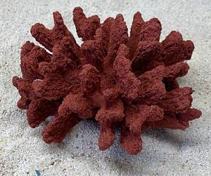 Цветной коралл красный Коралл брокколи, 14*13*7 см