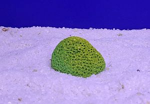 Кр-1917 Мозговик малый, Зелено-Желтый 5,5×4,5×3,5 см