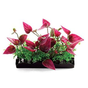 Растения композиция Laguna, розовая, 80 мм