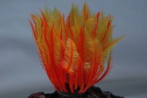 Коралл VITALITY силикон, желто-красный, 4х4&times;12&nbsp;см