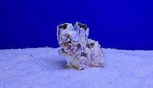 Коралл натуральный Морской желудь