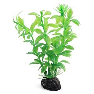 Растение Laguna «Гемиантус» зеленый, 100 мм