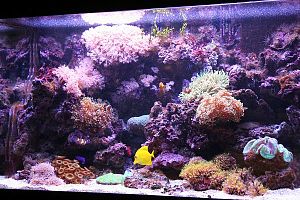 Оформление рифового аквариума 501−700 л