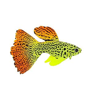 Флуоресцентная аквариумная декорация GLOXY Рыба гуппи на леске, 8×2,5×4,5 см