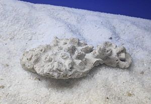 Камень сухой рифовый, плоский, 1&nbsp;кг