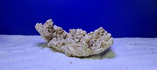 Камень сухой рифовый, цена за 1 кг