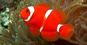 Оформление морского аквариума 101&minus;300&nbsp;л