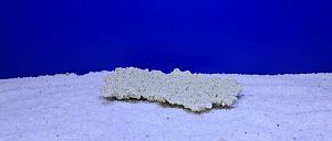 Камень Рифовый Белый, 23х13&times;4&nbsp;см