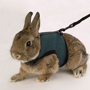 Мягкая шлейка с поводком Ferplast JOGGING SMALL для кроликов