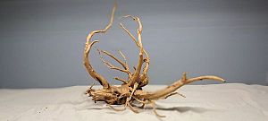 Коряга Сакура М, 30&minus;40&nbsp;см