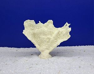 Кр-1400 Коралл Веер Белый, 17х7×15 см