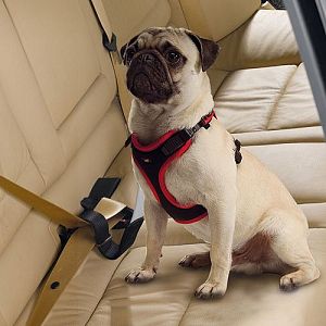 Автомобильный ремень безопасности Ferplast для собак, черный, 40 мм х 50 см
