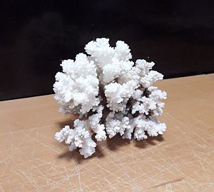 Коралл Поциллопора 20−22.5 см