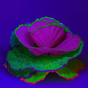 Флуоресцентная декорация GLOXY Морской салат разноцветный, 11x8&times;12&nbsp;см