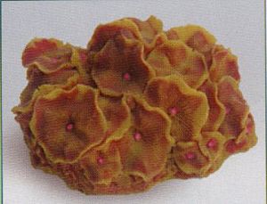 Коралл VITALITY мягкий, пластик, желто-красный, 14х12×7 см