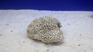 Камень сухой рифовый S, до 10 см, 200−300 г