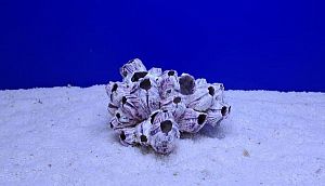 Коралл Барнакл средний, 15х8&times;10&nbsp;см