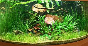 Оформление пресноводного аквариума с живыми растениями 301−500 л