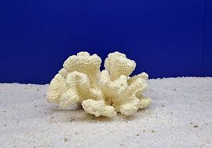 Кр-2900 Коралл Фуджейра-5 Белый, 17х16×11 см