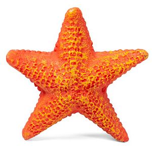 Звезда морская малая Laguna, 85х85×23 мм