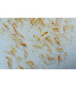 Планктон океанический Fauna Marin Coral Plankton, 250 мл