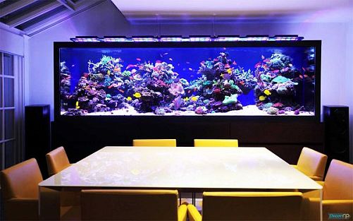 Разовый выезд для чистки морского аквариума от 300 до 1000 л