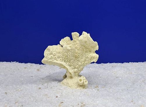 Кр-1200 Коралл Акропора Белая, 9х5х10 см