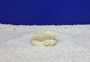 Кр-1800 Коралл Гониопора Белый, 7х5×4 см