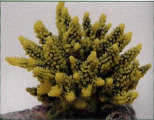 Коралл VITALITY мягкий, пластик, желто-зеленый, 11,5x10×9 см