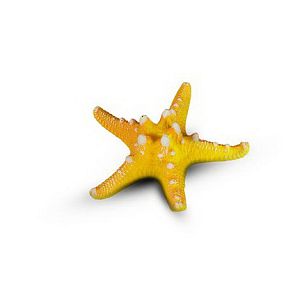 Коралл Звезда Остроконечная, Оранжевый 12х12×4 см
