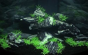 Оформление пресноводного аквариума с&nbsp;живыми растениями от&nbsp;700&nbsp;л