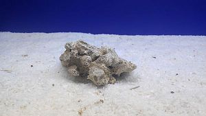 Камень сухой рифовый S, до&nbsp;10&nbsp;см, 200&minus;300&nbsp;г