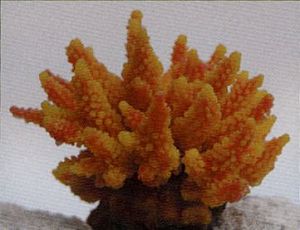 Коралл VITALITY мягкий, пластик, желто-оранжевый, 11,5x10×9 см