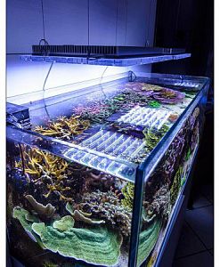 Светильник SICCE LED Liгhtinг 60W-AM<sup>366</sup> для морских аквариумов, 366x286×40 мм