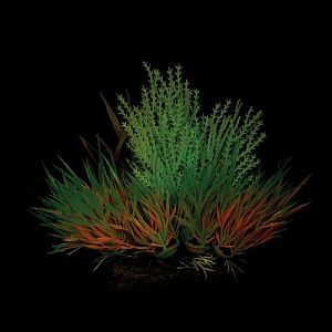 Композиция из&nbsp;светящихся растений Laguna, бордово-бирюзовая, 120&nbsp;мм