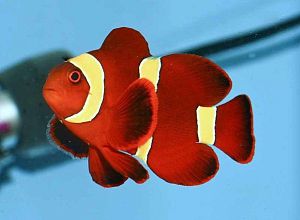 Клоун премнас желтополосый (Красный желтополосый клоун), размер XL до 9 см