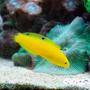 Тамарин желтый (хризус), размер M до 8 см