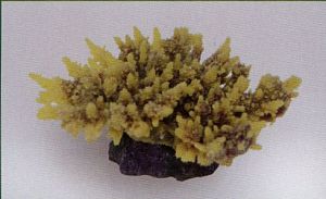 Коралл VITALITY мягкий, пластик, желто-коричневый, 14×11,5×6,5 см