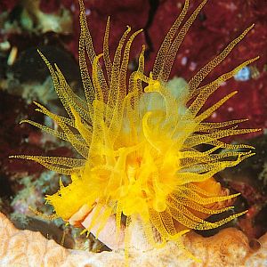 JBL KorallFluid жидкий планктон для беспозвоночных и&nbsp;мальков, 500&nbsp;мл