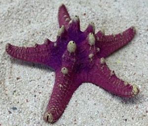Кр-1026н Цветной коралл пурпурный Звезда остроконечная, 12*12*4 см