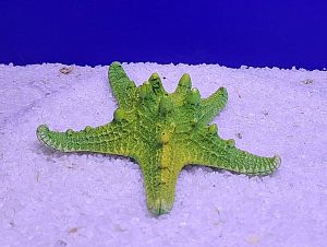 Кр-1017 Звезда остроконечная, Зелено-Желтый 12х12×4 см